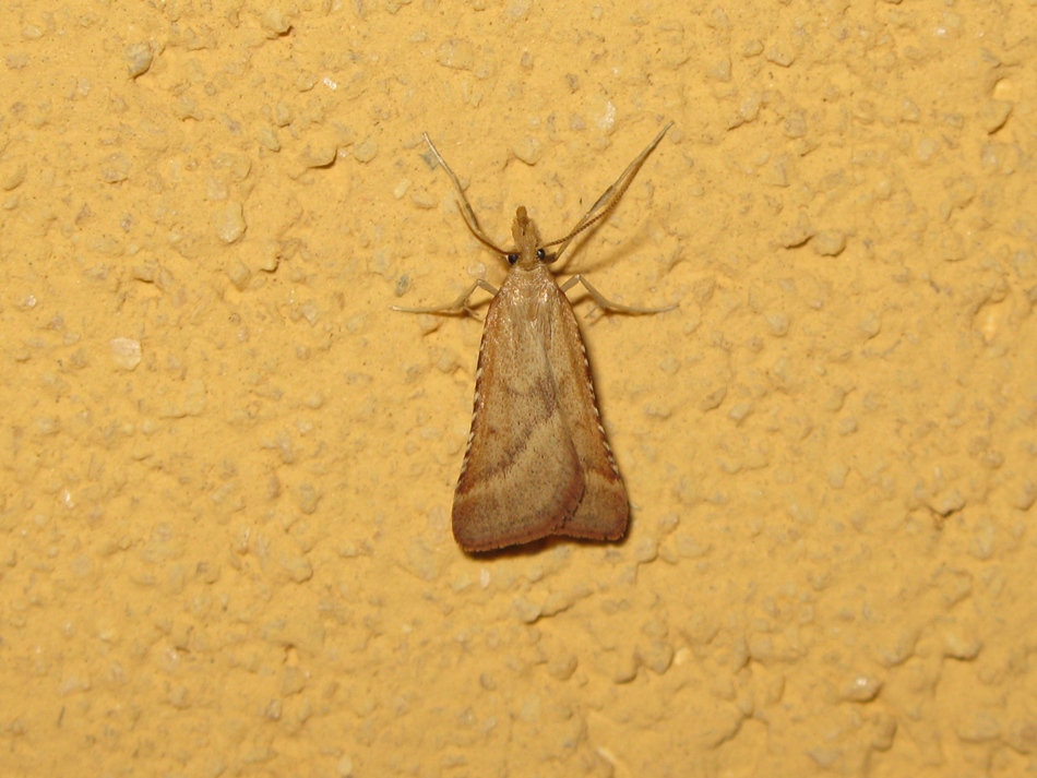 SYNAPHE PUNCTALIS?